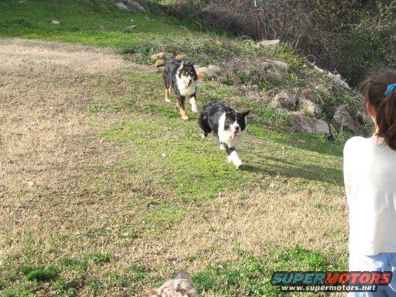 Rescue dogs for Animal Control, Chase and Tuff
