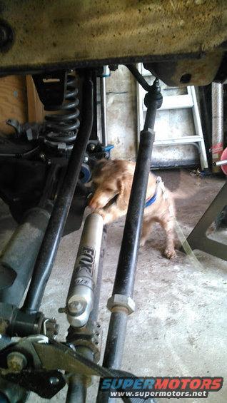 Dog chewing on a silver FOX shock absorber, part of vehicle suspension