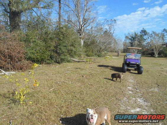 Purple golf cart parked in a grassy field with a bulldog and a pig nearby