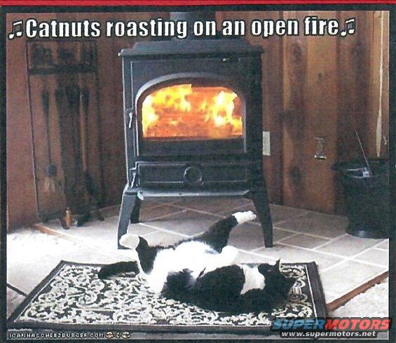 catnuts.jpeg 