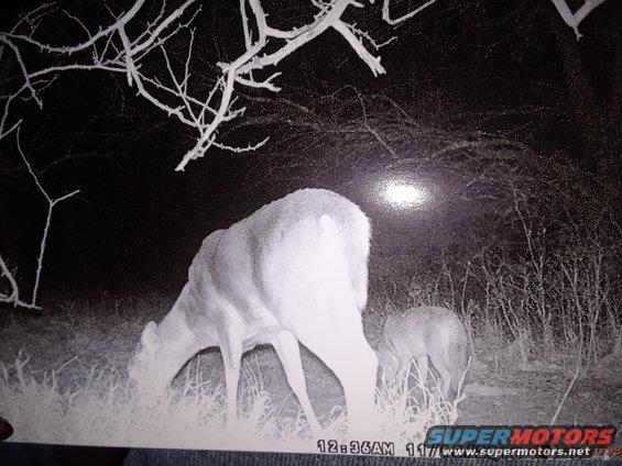 Deer grazing at night, with a bright light source in the background