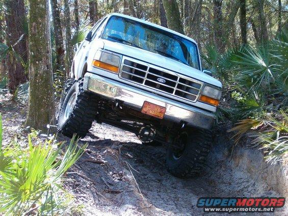 1a.jpg Ocala Forest