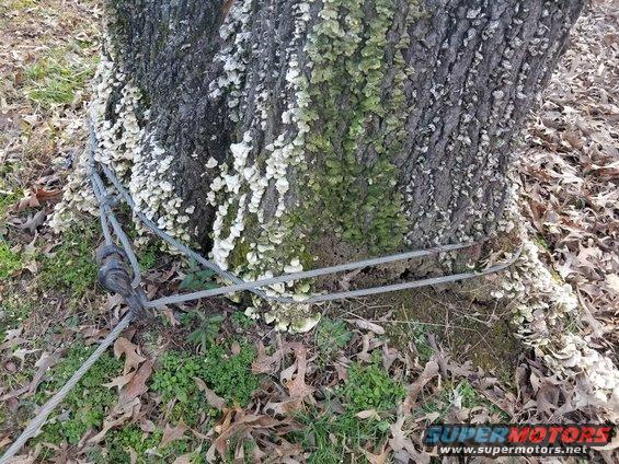 shopstump11.jpg After tightening up the cable, I checked the anchor, and it had cut into the rotting stump about an inch all around.  No surprise...