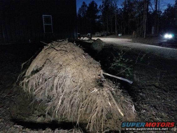 I'll leave it here tonight, and probably try to wash some of the dirt back into the hole before ripping the last roots out.  I may drag it around my field for a while to knock more dirt off before rolling it up on the burn pile.