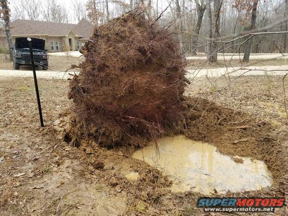 shopstump92.jpg Even dead for a year & a half, and cut off 4 feet above ground (for the leverage), this stump still put up a helluva fight.

[url=https://www.supermotors.net/registry/media/1145414][img]https://www.supermotors.net/getfile/1145414/thumbnail/shopstump42.jpg[/img][/url]