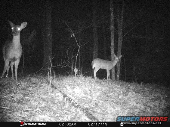 stc_2027.jpg We haven't put much of a dent in the population, though.