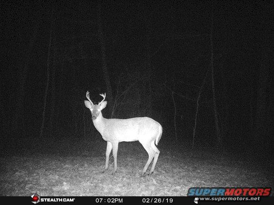 stc_0965.jpg Even the young bucks are still thick & brave.
