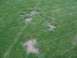 1979 Ford Bronco - The image shows a patch of grass with visible tire tracks and areas where the grass is worn away.