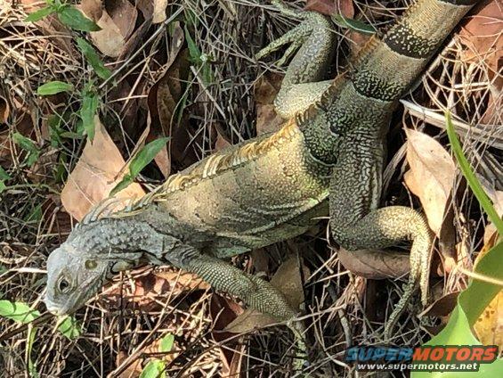 iguana on forest floor
