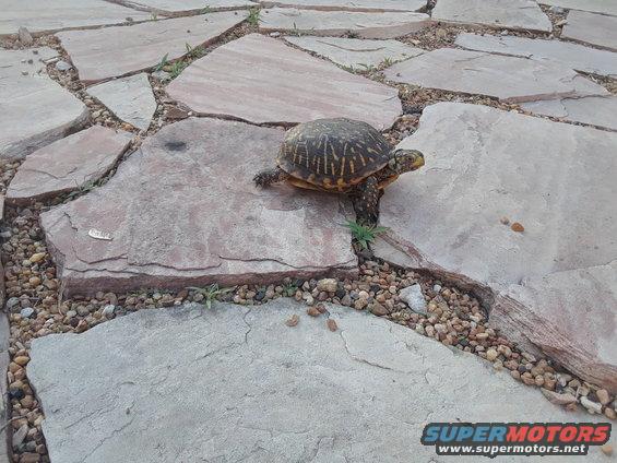 Turtle on flagstone patio