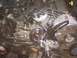 1991 Ford Crown Victoria - Close-up view of an engine bay, showing the alternator, water pump, and various hoses and wires.