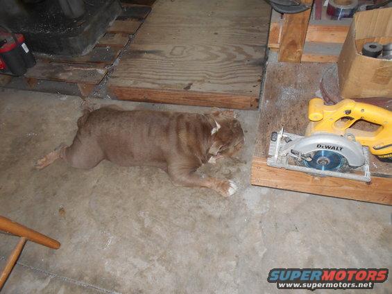 Brown bulldog lying on concrete floor next to a DeWalt circular saw and wooden planks