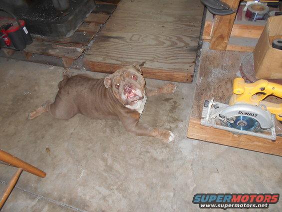 Brown dog lying on concrete floor next to a DeWalt circular saw