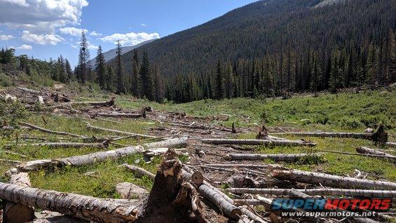 Deforested mountain landscape with fallen logs and green undergrowth