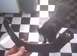 1991 Ford Crown Victoria - A black dog stands on a checkered floor next to a hand holding a car part.