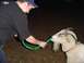 1979 Ford Bronco - A man offers water to a goat using a green hose in a grassy area at night.