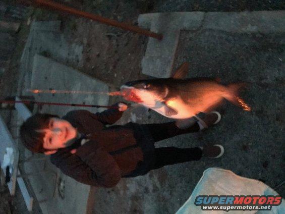 fish.jpg