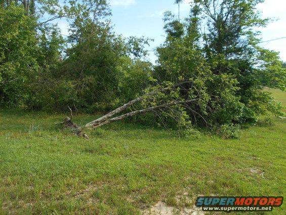 fallen tree in grassy area with bushes and trees