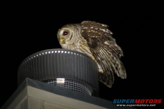 20200409_214901.jpg This is the first time one of our owls has lit on the chimney, but it didn't make it any easier for the camera to focus.