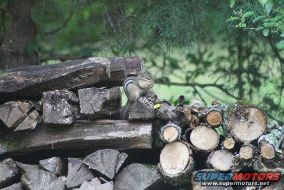 20200528_194602.jpg Chip visits Dale most days, coming from another woodpile farther away from the house. His head has slightly-darker stripes, and his middle stripe is noticeably brighter white.