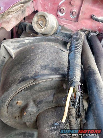 Engine bay with black plastic housing, ribbed hose, and exposed wires