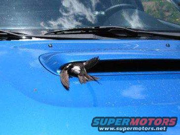 birdhoodscoop.jpg 