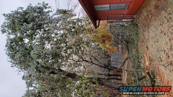 Ice-covered tree branches near a red-sided house