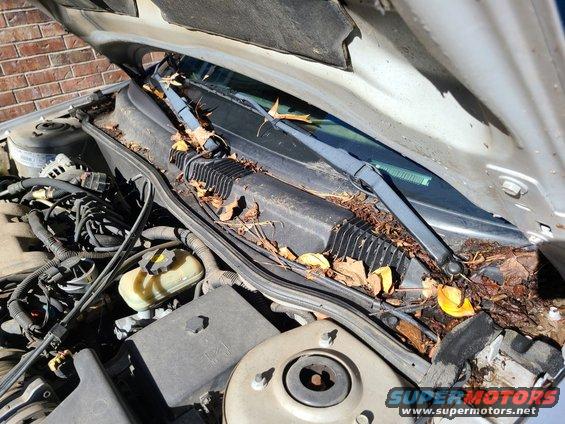 20211122_104134.jpg There's a colony of tiny black ants living in the car, probably on the rotting leaves here, around the trunk rim, and the spilled food inside.