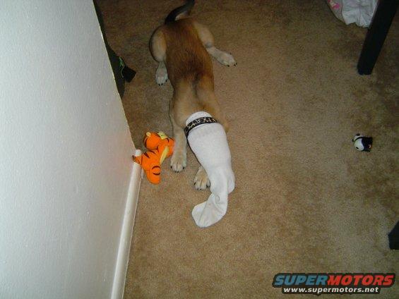 Dog with sock on leg and tiger toy on carpet