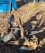 Dana 44IFS TTB from '93 Bronco XLT, plus another Right beamIF THE IMAGE IS TOO SMALL, click it.