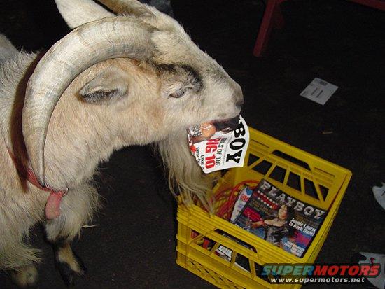 goat chewing on a magazine next to a yellow crate full of magazines