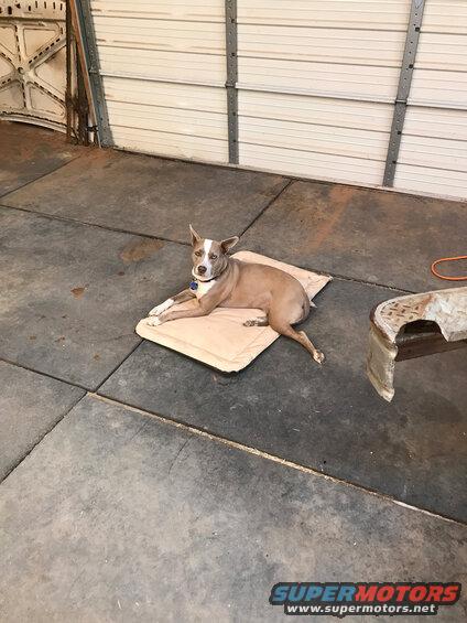 Dog resting on a mat inside a garage