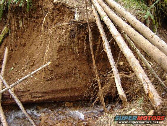 Eroded embankment with exposed tree roots and a stream, logs propped against it.