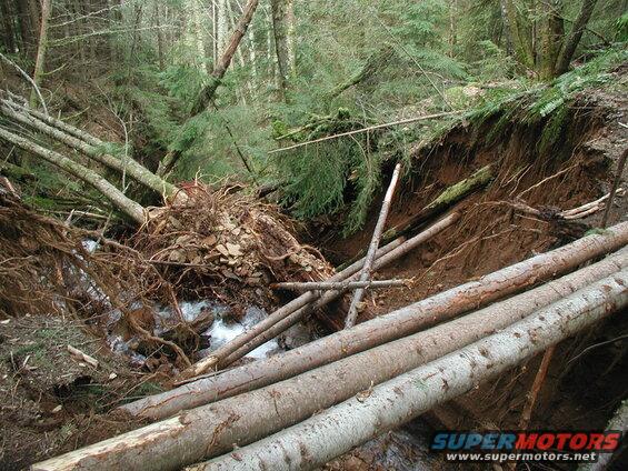 Landslide in a forest with fallen trees and eroded embankment over a stream.