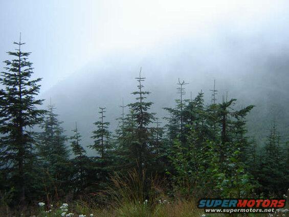 Misty forest with evergreen trees and dry grass.