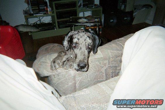 Great Dane dog with merle coat resting on a patterned couch