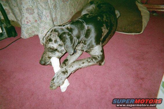Great Dane dog chewing a bone on a pink carpet