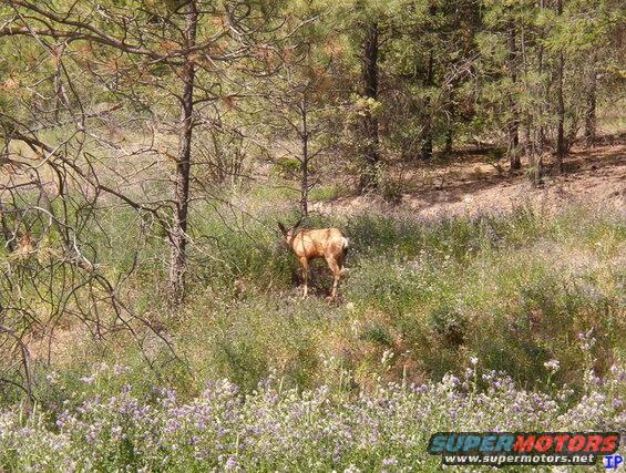 A deer in a field of wildflowers and pine trees.