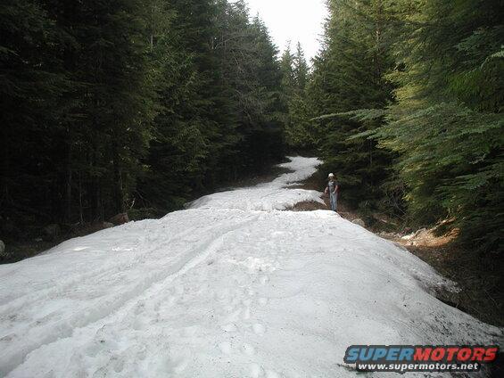 Person on a snowy forest path with evergreen trees.
