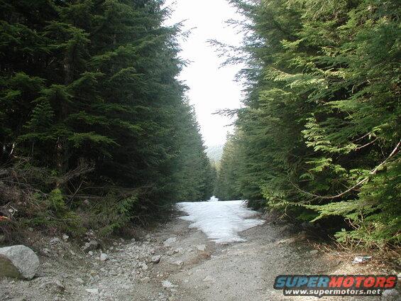 Dirt road through a forest with evergreen trees and a patch of snow.