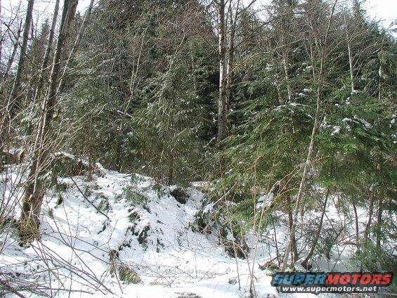 Snowy forest scene with evergreen trees and bare branches.