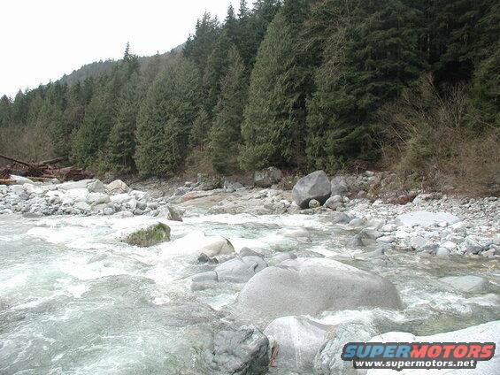 A rocky river flows through a forest with evergreen trees.