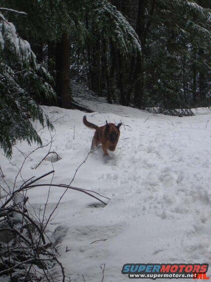 A brown dog running through snow in a forest.