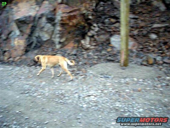 We came across these two dogs along the Lillooet FSR.