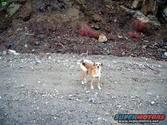We came across these two dogs along the Lillooet FSR.