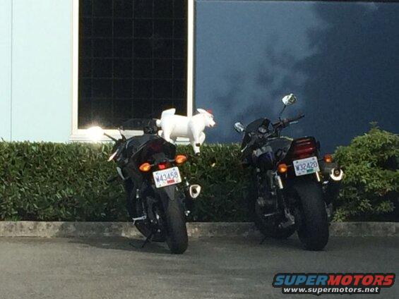 Two black motorcycles parked in front of a hedge with a pig figurine on top.