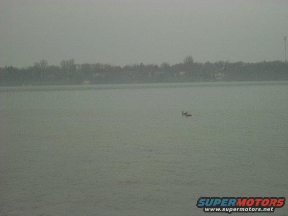 two birds swimming on a lake with trees and a tower in the background