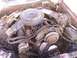 1973 Mercury Cougar - during the swap to a three core radiator
