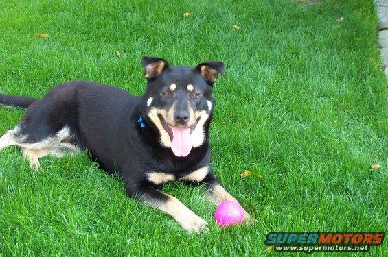 Black and tan dog lying on green grass with a pink ball