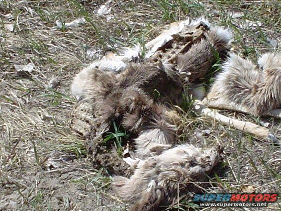 picture-067.jpg a doe a deer a baby deer.... eaten up inside.